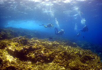 underwater scuba diver caribbean sea Venezuela