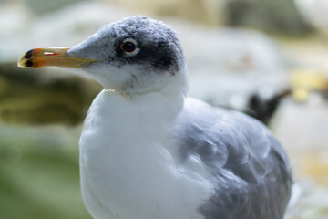 Gull bird head close up shot.