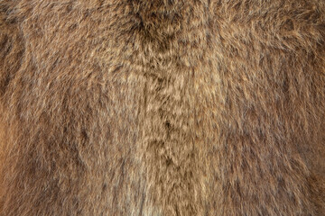 Brown bear Ursus arctos fur texture