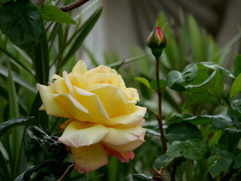 rose jaune Madame Meilland et bouton