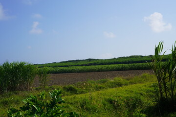 Fototapeta na wymiar 沖縄県の波照間島の畑