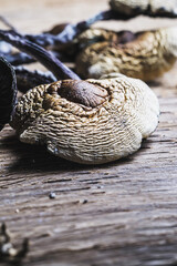 dried Mexican magic mushrooms is a psilocybe cubensis, whose main active elements are psilocybin and psilocin - Mexican Psilocybe Cubensis. An adult mushroom raining spores