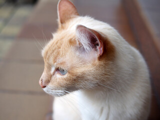Naklejka na ściany i meble Cat, profile picture, close - up. A light-colored cat with blue eyes, a pet sitting and resting.