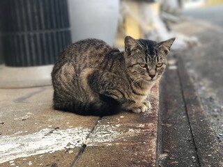 tabby cat in an island