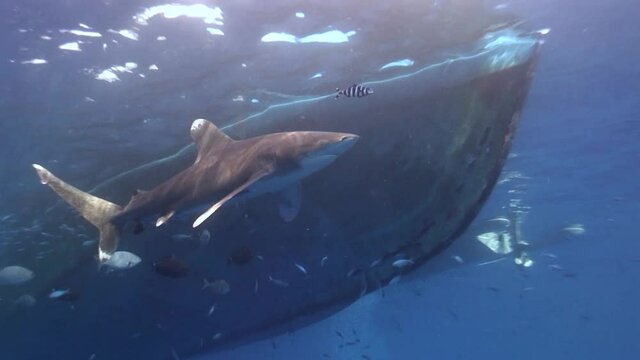 Underwater image of a Longimanus shark swimming close to a bo