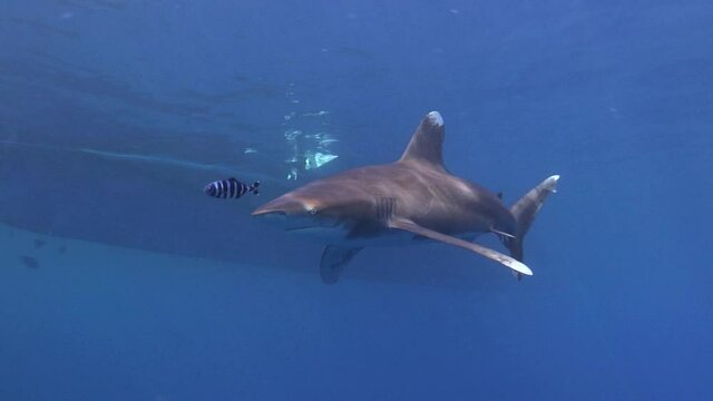 Detail of a longimanus shark swimming calmly