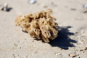 Abstract flotsam at the beach of Finestrat-Spain.