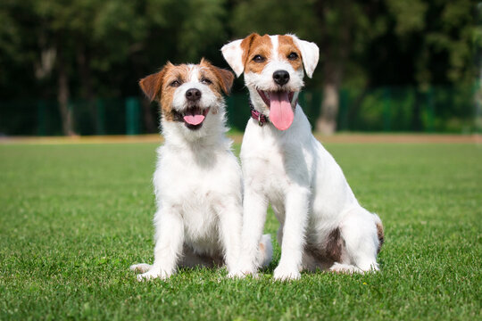Two cute adorable rough haired jack russell terrier and parson russel terrier puppy sitting outdoors on summer time with green background. Hunting terriers posting outside, nice portrait of pet dog 