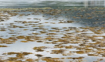 Flora like grass, reeds in waters of Loch Duich with a seagull near Eilean Donan Castle, Scotland