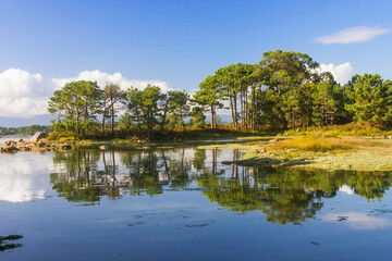 Fototapeta na wymiar Pine forest reflected on the shore