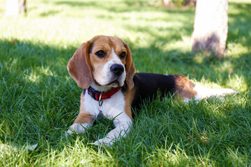 Portrait of funny young beagle puppy on the walk in the park, resting on juicy green mowed lawn. Small dog with black, brown and white stains outdoors. Background, copy space, close up.