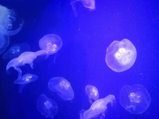 Naklejka na ściany i meble medusas marinas