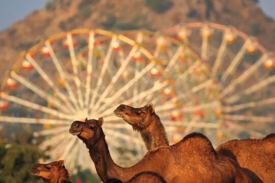 Selective focus image of camels in the fore ground as the main subject and giant wheel ride blurred at Pushkar, Rajathan, India on 19 November 2018