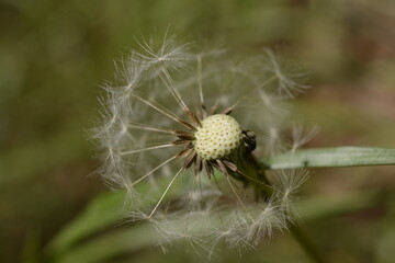 Dandelion, Gangneung, Korea 민들레, 강릉, 한국