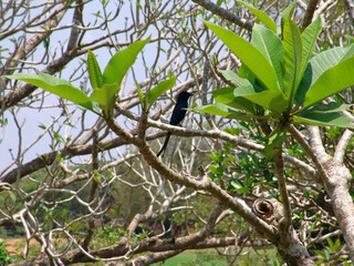 Paradise tropical bird sits on a branch.