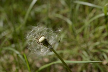 Dandelion, Gangneung, Korea 민들레, 강릉, 한국