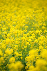 菜の花畑