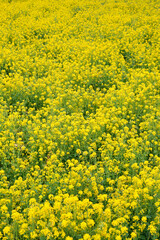 Obraz premium 菜の花畑