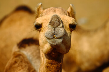 A close up front portrait of a camel looking at the camera with blur brown background