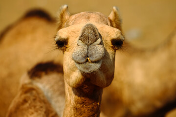A close up front portrait of a camel looking at the camera with blur brown background