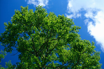 Obraz premium 新緑青葉