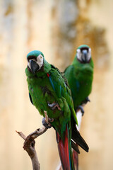 姫コンゴウインコ