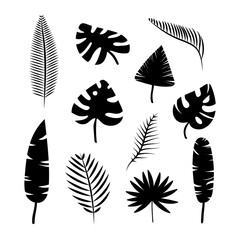 Set of black silhouettes of tropical leaves of palm trees, trees.