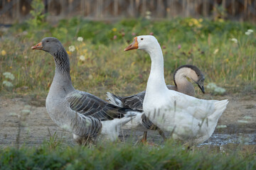 Naklejka na ściany i meble Three goose going for a walk on dirt road in a countryside at the grass meadow at warm sunny autumn day. Horizontal orientation image