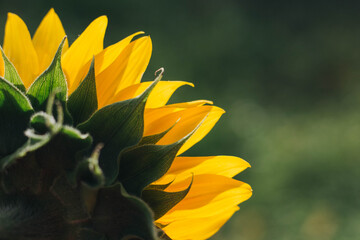 sunflower in the garden