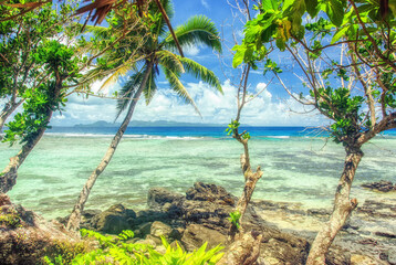 Palm trees on tropical beach in the Fiji Islands