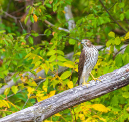 Cooper's hawk looking to the left