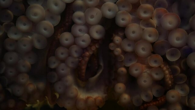 Weird octopus with suckers on arms. Giant squid tentacles macro close up. Large scary hypnotic kraken with eight limbs. Multitask symbol and colossal mollusc monster from legend. Mesmerising sprut.