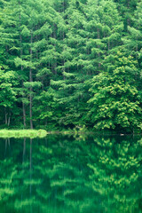森と湖