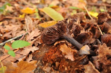 mushrooms in the forest