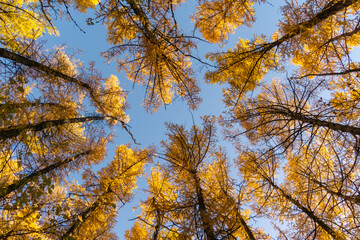 Fototapeta premium autumn leaves in the sky