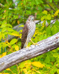 Close up of a Cooper's hawk
