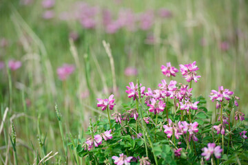 Obraz premium 蓮華草