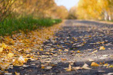 Naklejka na ściany i meble autumn leaves on the forest road