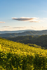 Styrian Tuscany Vineyard in autumn near South Styria, Rabenland