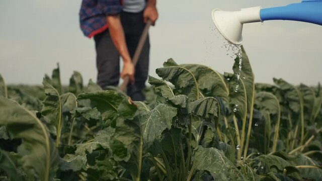 farmers hoe spud the crop in a green crop field. agribusiness agriculture farming concept. watered with a watering can irrigation of green field foliage. lifestyle farmers work in field harvest crop