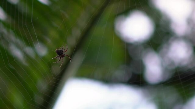 Slow Motion of Araneus diadematus weaving web. Close-up cross spider on cobweb in the garden. Making Its Web. Macro closeup of small spider weaving and making repairs to it's net-Dan