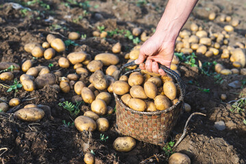 Man picking potatoes on the farm. Agricultural concept.