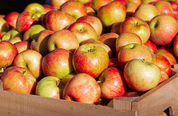 Honey-crisp apples at an outdoor market in early morning light