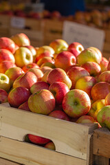 Freshly picked Honey crisp apples at an outdoor market in morning light