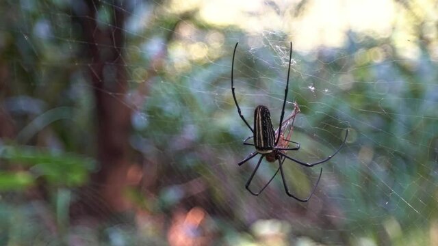 A female giant woods spider with its prey and eating it in forest of Taipei. Spider with big legs black and yellow striped killing caught insect.-Dan