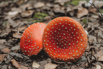 amanita muscaria fly mushroom