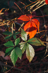 red autumn leaves