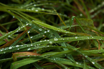 Drops of morning dew lie on the grass.  It can be used for the design of kitchen countertops and as a background for the desktop.