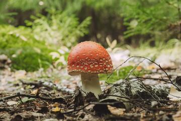 amanita muscaria fly mushroom