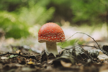 amanita muscaria fly mushroom
